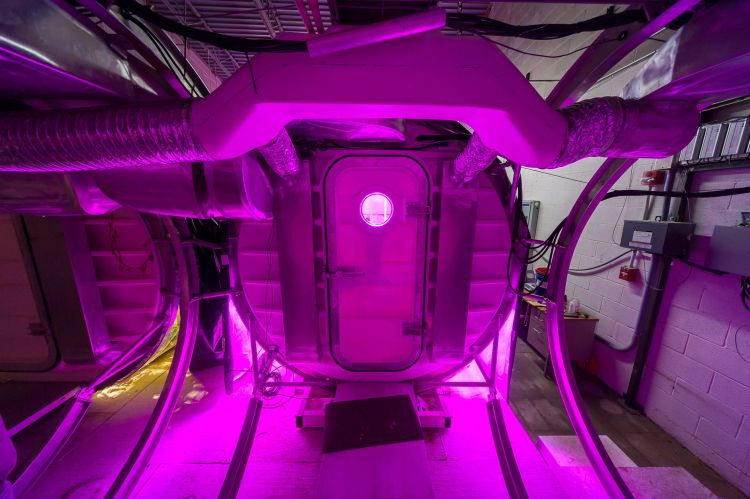 Plants in a "pinkhouse" can grow alone on the magenta-colored light, reducing energy use.