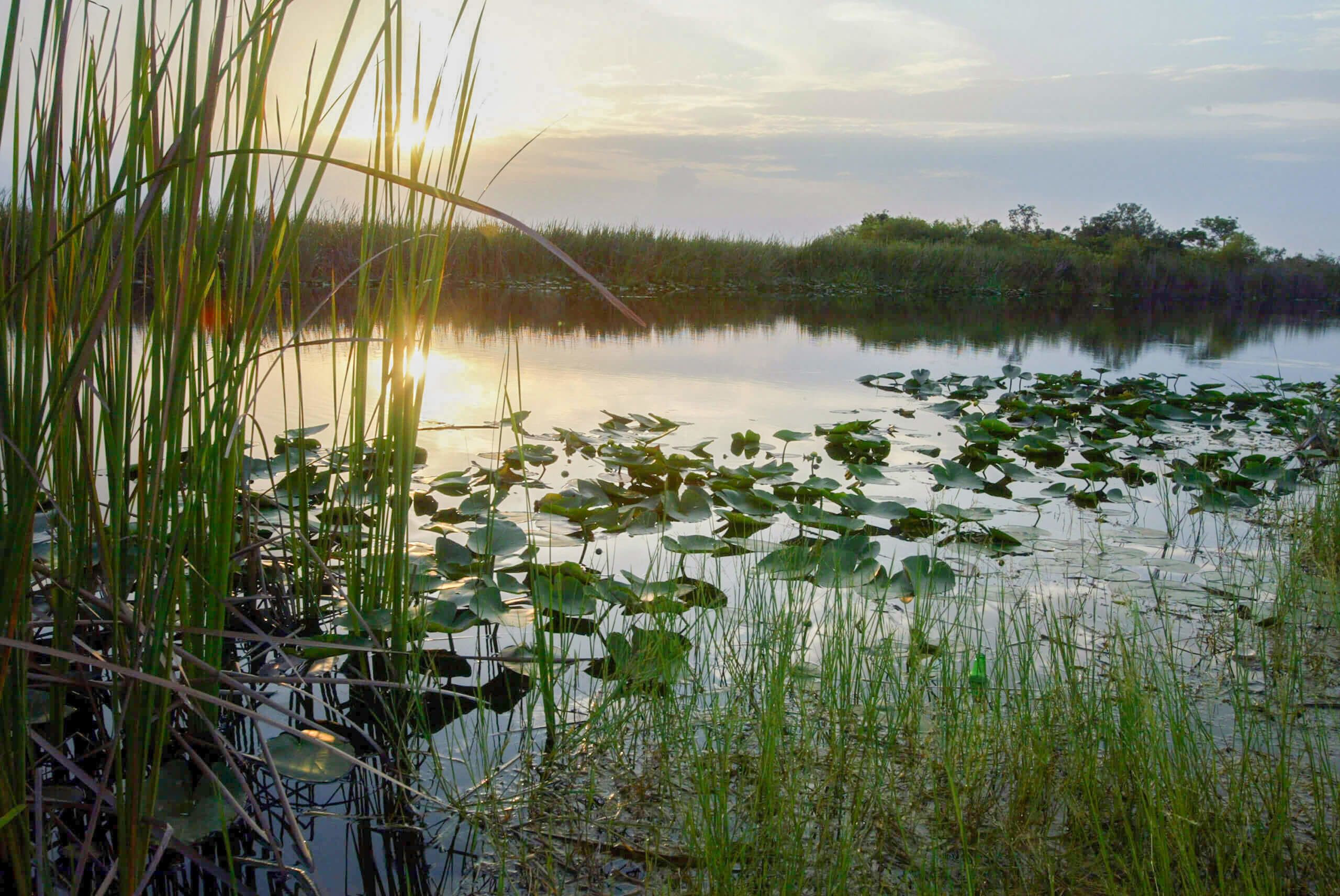 Everglades play a key role in keeping Miami liveable.